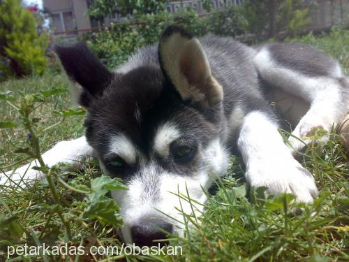 ares Erkek Sibirya Kurdu (Husky)