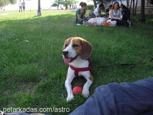 astro Erkek Beagle