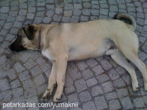 yumak Erkek Kangal