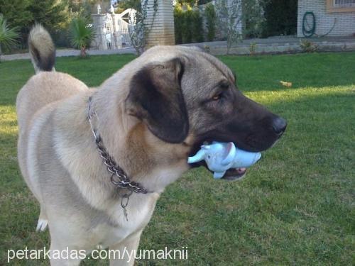 yumak Erkek Kangal