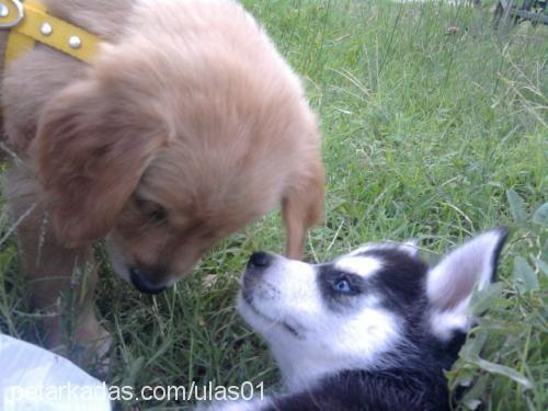 rodı Erkek Golden Retriever