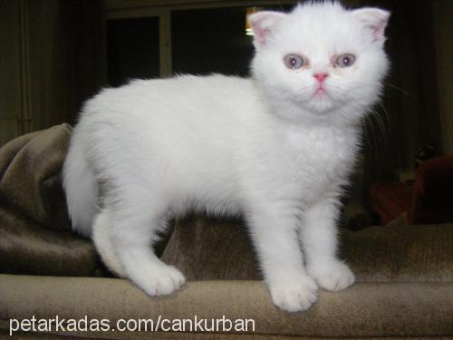 kedi Dişi Scottish Fold