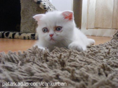 kedi Dişi Scottish Fold