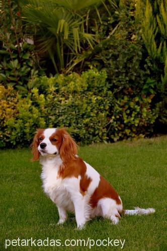 paşa Erkek Cavalier King Charles Spanieli