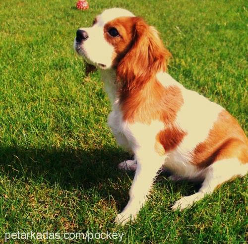 paşa Erkek Cavalier King Charles Spanieli