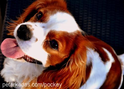 paşa Erkek Cavalier King Charles Spanieli