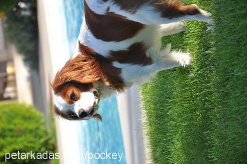 paşa Erkek Cavalier King Charles Spanieli