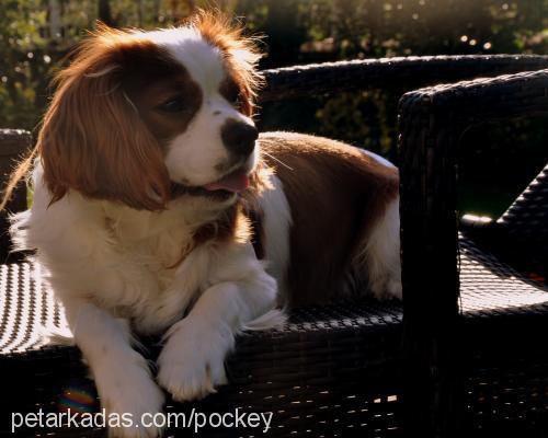 paşa Erkek Cavalier King Charles Spanieli