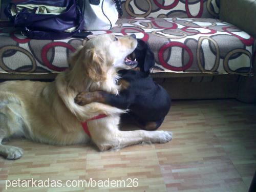 badem Erkek Golden Retriever