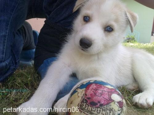 hırçın Erkek Sibirya Kurdu (Husky)