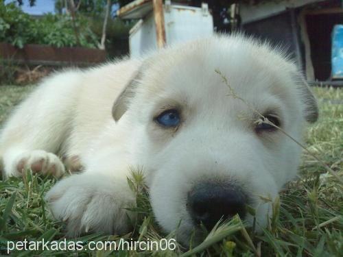 hırçın Erkek Sibirya Kurdu (Husky)