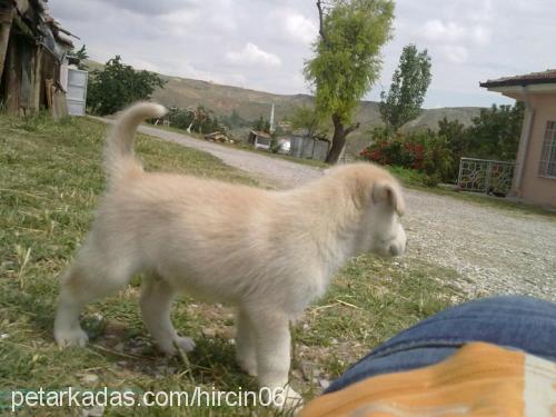 hırçın Erkek Sibirya Kurdu (Husky)