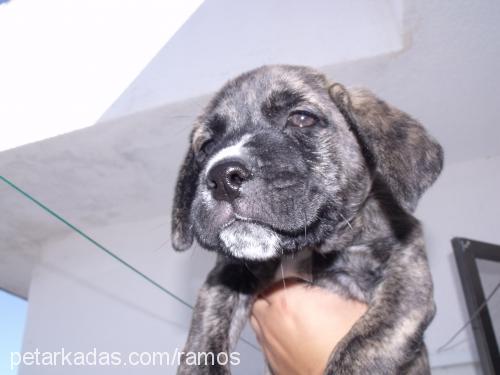 ramos Erkek Mastiff