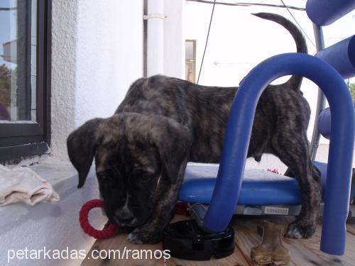 ramos Erkek Mastiff