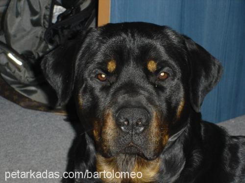 barto Erkek Rottweiler