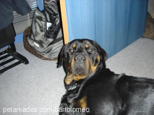 barto Erkek Rottweiler