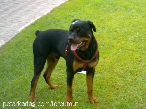 rush Erkek Rottweiler