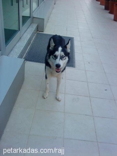 jaşş Erkek Sibirya Kurdu (Husky)