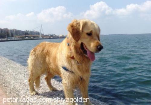 sonya Erkek Golden Retriever