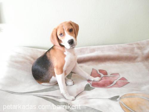 barni Erkek Beagle