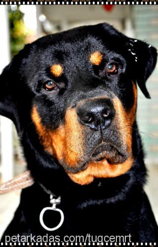 barlas Erkek Rottweiler