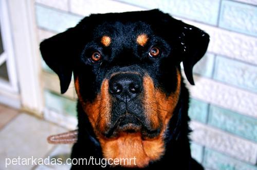 barlas Erkek Rottweiler