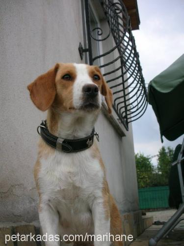 tarçın Dişi Beagle