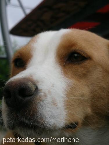 tarçın Dişi Beagle