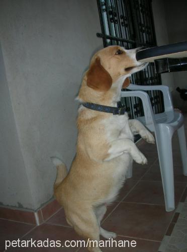 tarçın Dişi Beagle