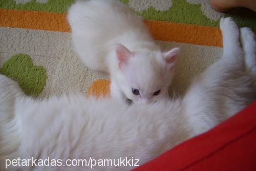 pamuk Dişi Ankara Kedisi (Angora)