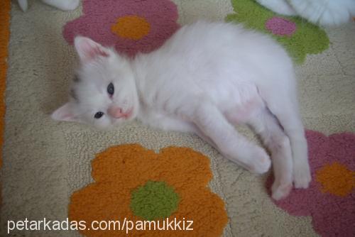 pamuk Dişi Ankara Kedisi (Angora)