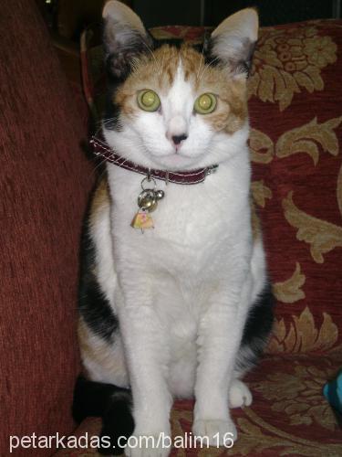 balım Dişi American Wirehair