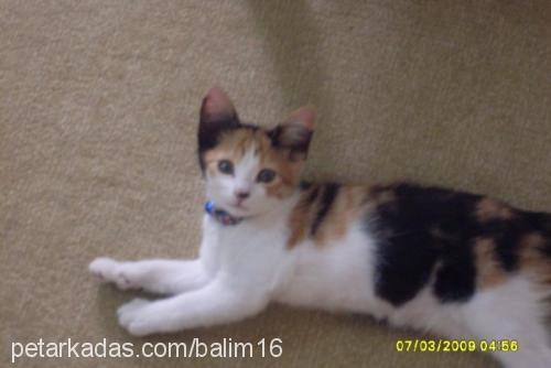 balım Dişi American Wirehair