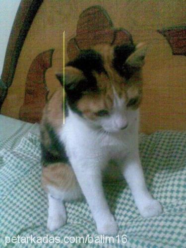 balım Dişi American Wirehair