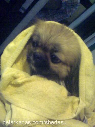 Çıtır Dişi Pekingese