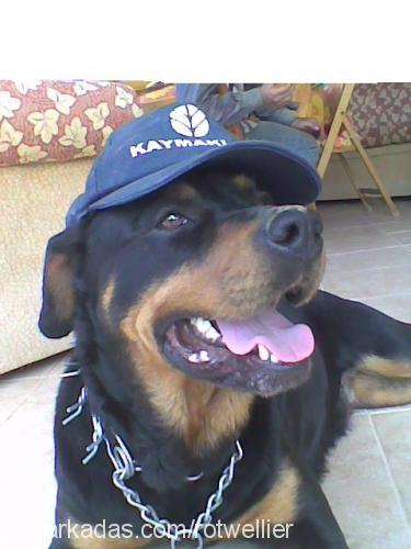 rozi Dişi Rottweiler