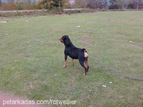 rozi Dişi Rottweiler