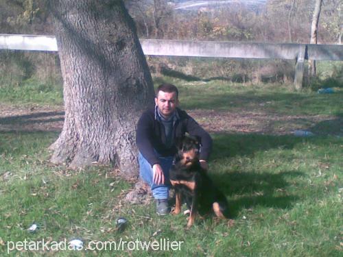 rozi Dişi Rottweiler