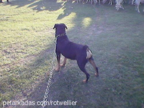 rozi Dişi Rottweiler