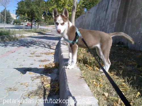 tarçın Dişi Sibirya Kurdu (Husky)