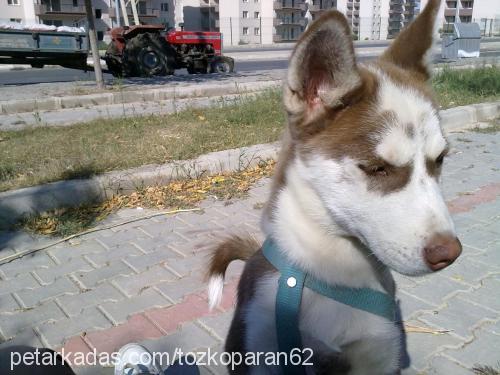 tarçın Dişi Sibirya Kurdu (Husky)