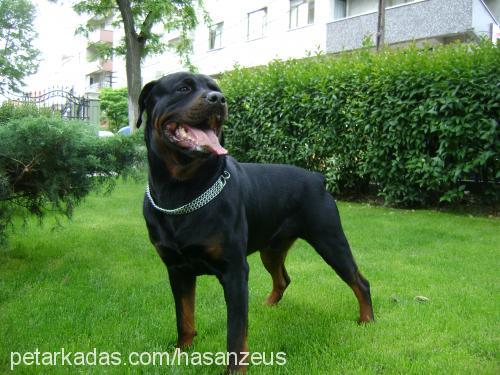 zeus Erkek Rottweiler