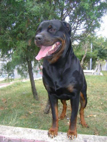 zeus Erkek Rottweiler