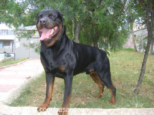 zeus Erkek Rottweiler