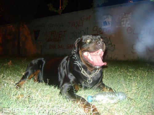 zeus Erkek Rottweiler