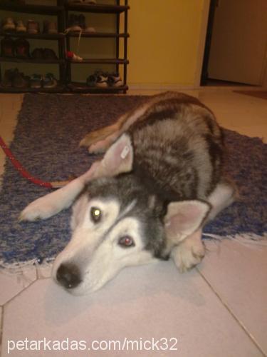 hera Dişi Sibirya Kurdu (Husky)