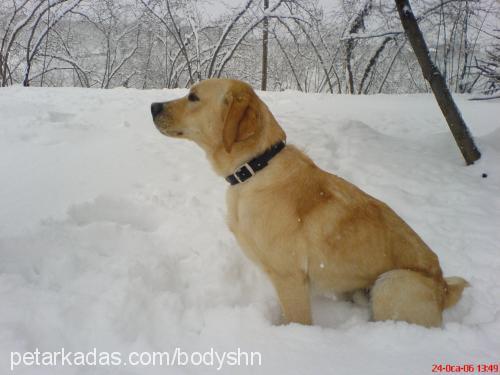 body Erkek Labrador Retriever