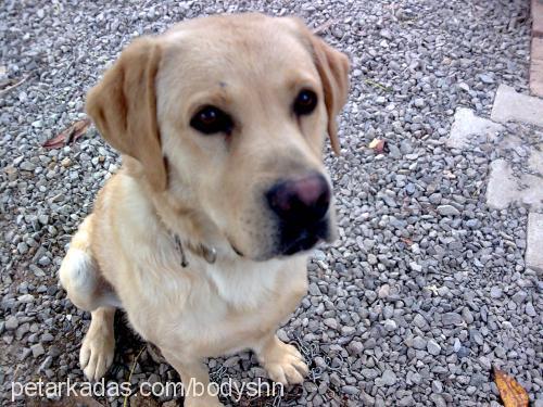 body Erkek Labrador Retriever