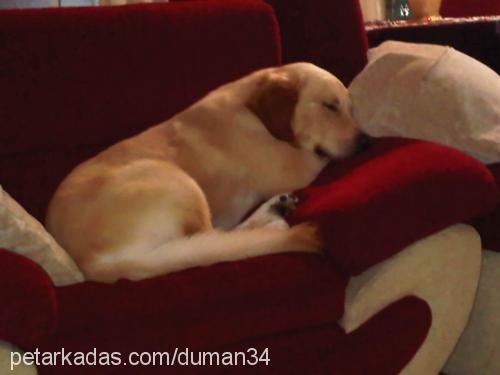 duman Erkek Golden Retriever