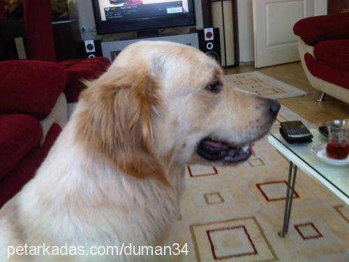 duman Erkek Golden Retriever